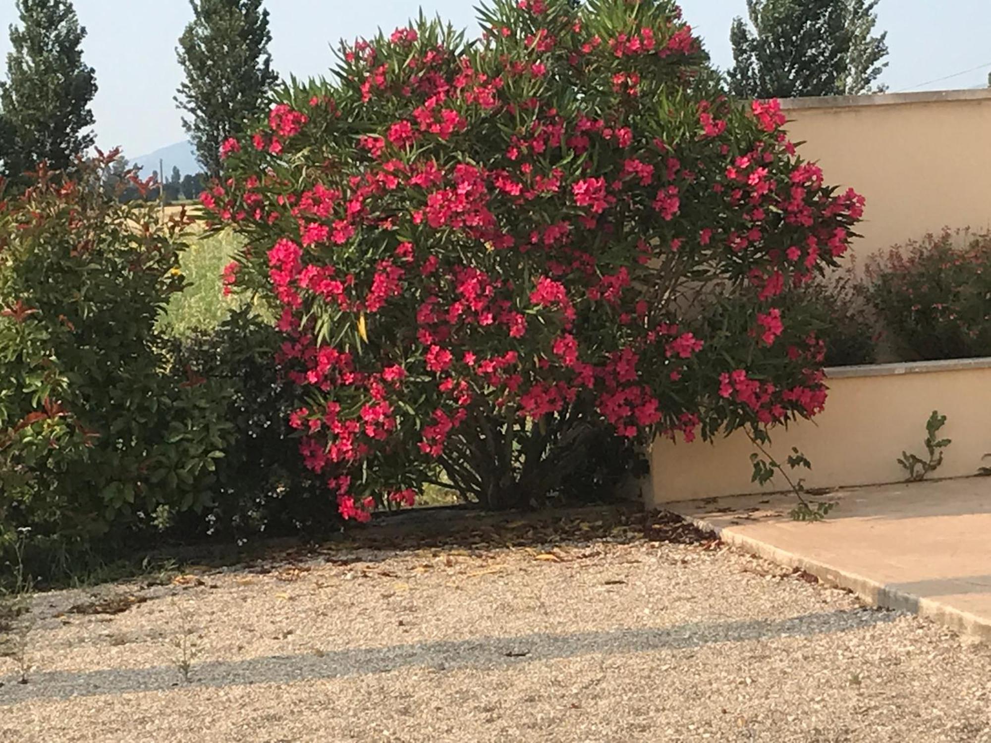 Le Figuier Lägenhet Tulette Exteriör bild